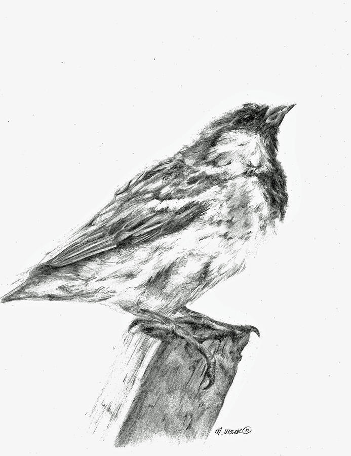 Sparrow Study Drawing by Meagan  Visser
