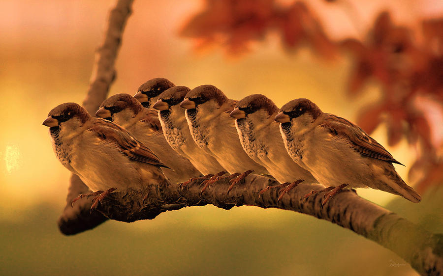 Sparrow Sunset Line Photograph by Ericamaxine Price