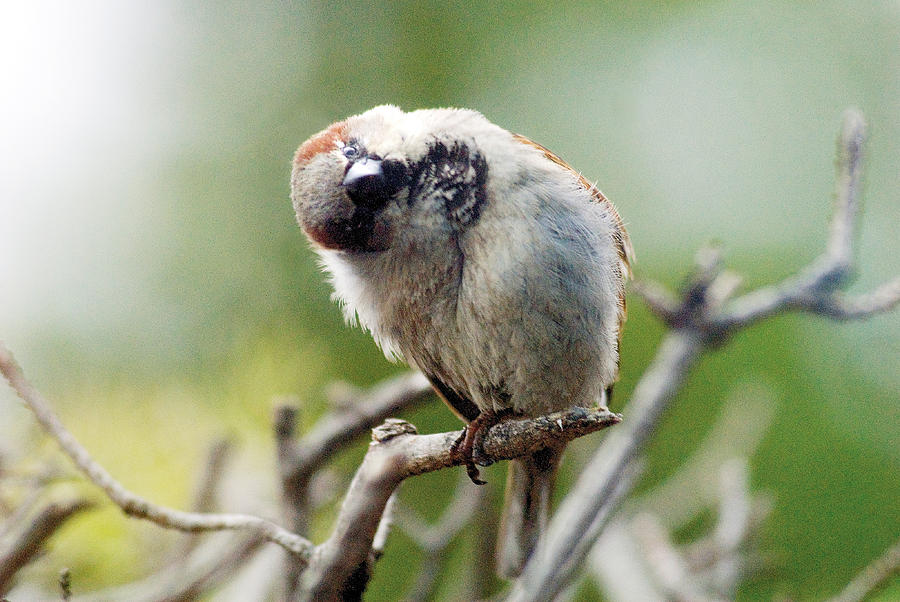 Sparrow tilts it head Photograph by Steve Somerville
