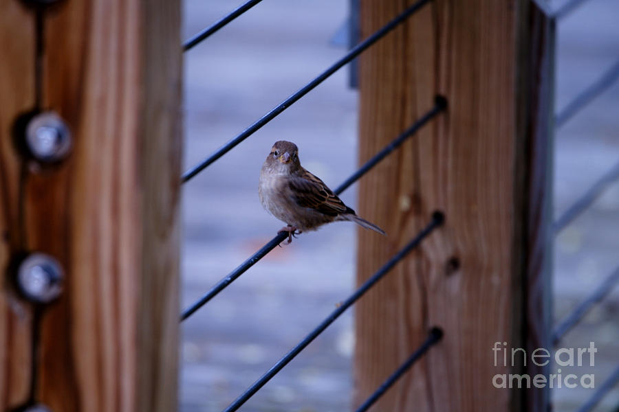 Sparrow Photograph - Sparrow Waits by Linda Shafer