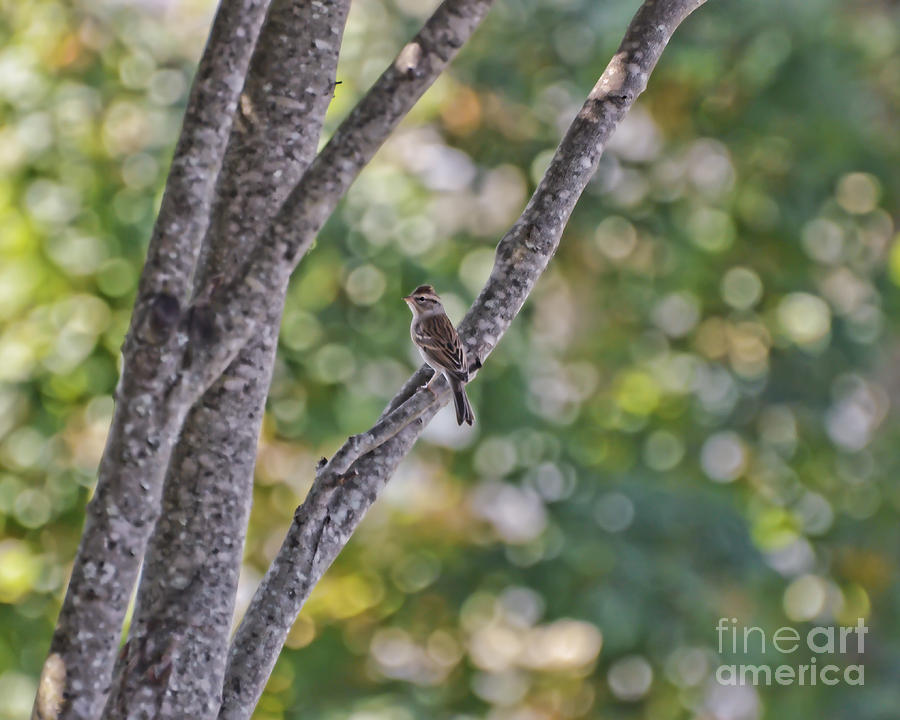 Sparrow With Autumn Bokeh Photograph