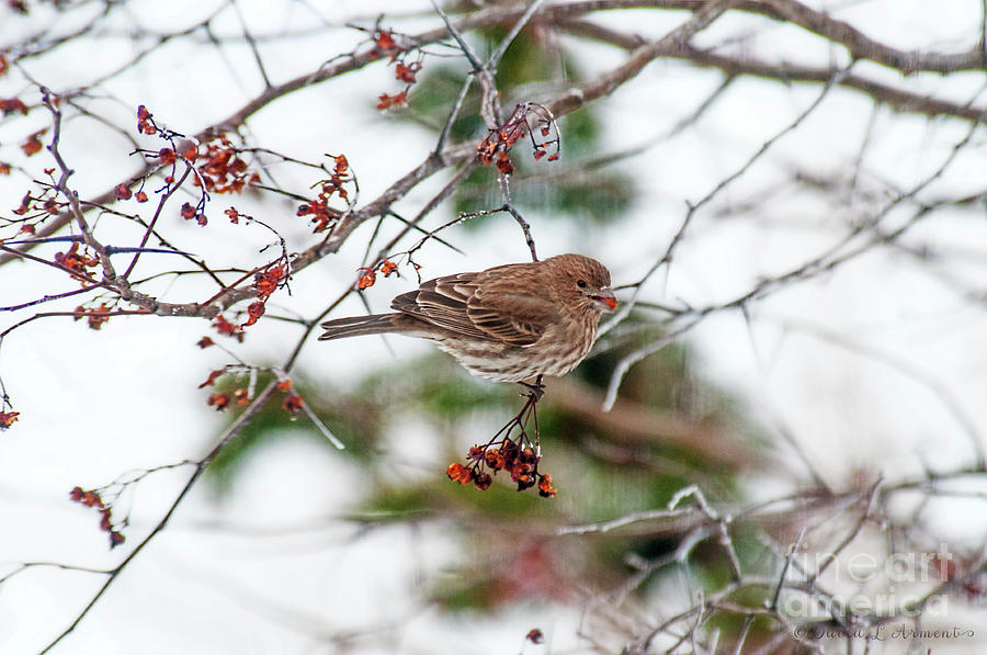 Sparrow with Seed Photograph by David Arment