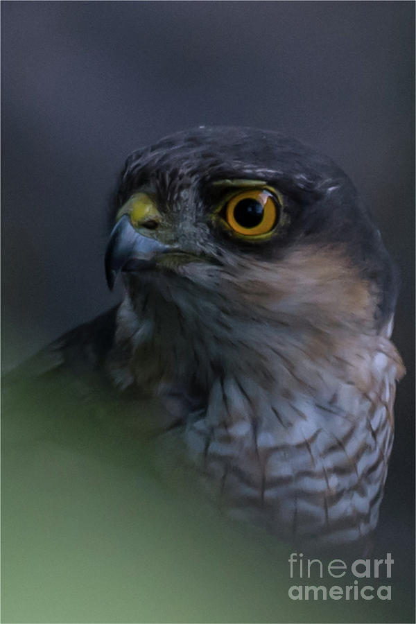 Sparrowhawk Photograph by Jorgen Norgaard