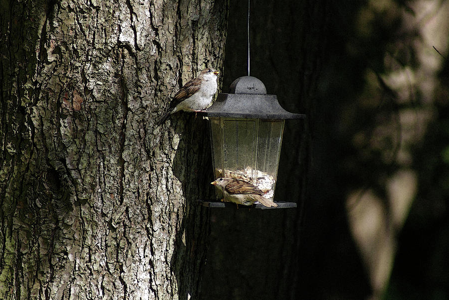 Sparrows at the Feeder Photograph by Margie Avellino