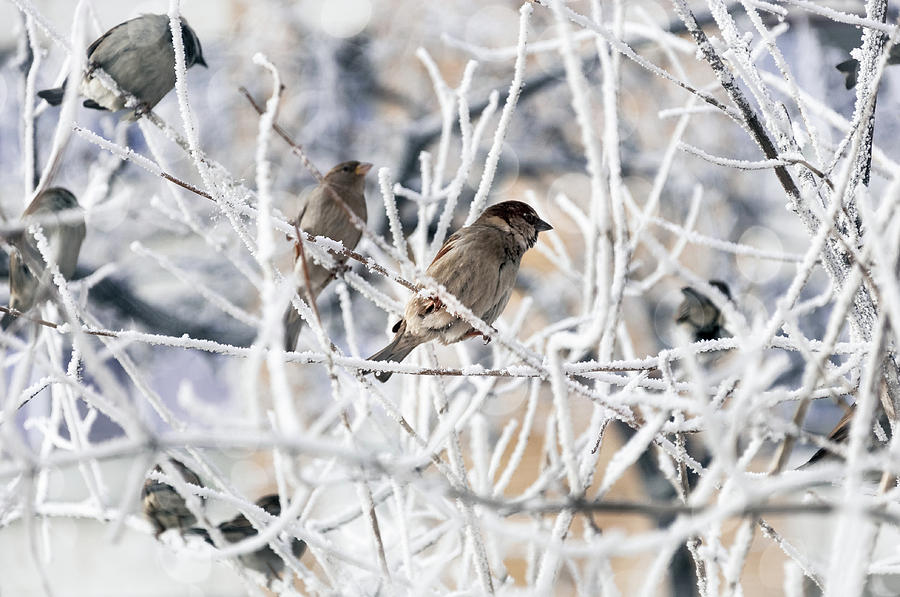 Sparrows don't worry about the cold Photograph by Daniela ...