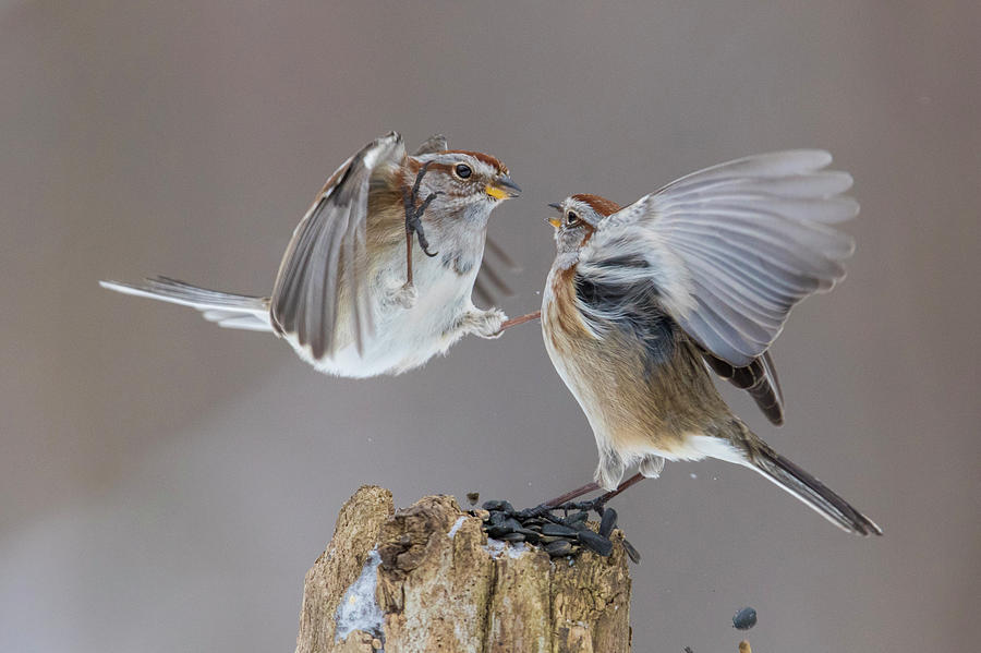 Sparrows Fight Photograph by Mircea Costina Photography