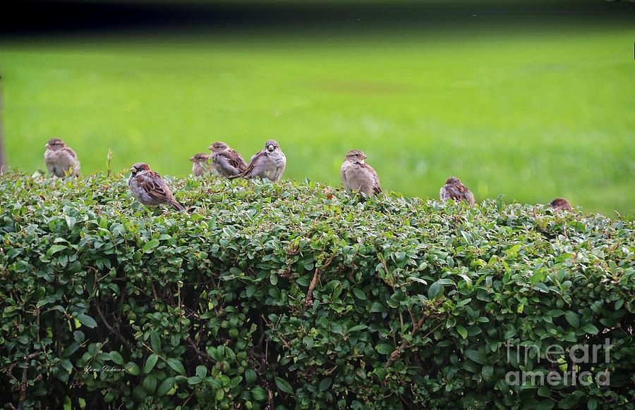 Sparrows gathering place  Photograph by Yumi Johnson