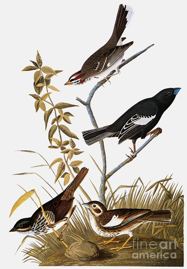 Sparrows Drawing by John James Audubon