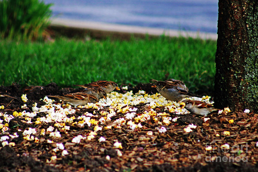 Sparrows In Popcorn Photograph