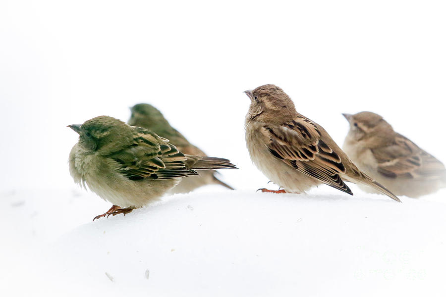 Sparrows in the Snow Photograph by Eleanor Abramson