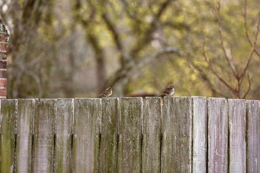 Sparrows Photograph by Lara Morrison