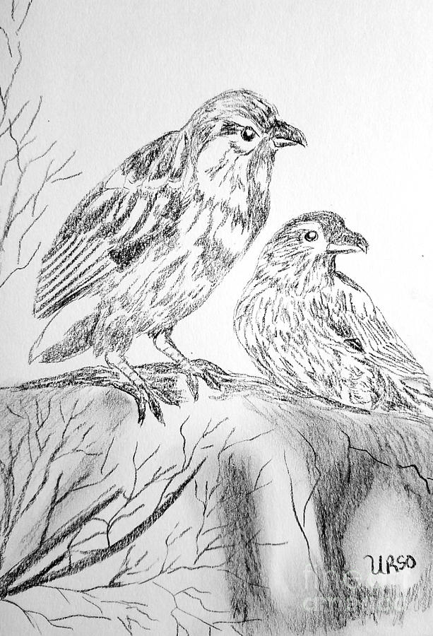 Sparrows Drawing by Maria Urso