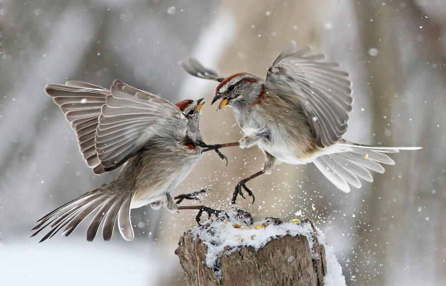 Sparrows Photograph by Mircea Costina Photography