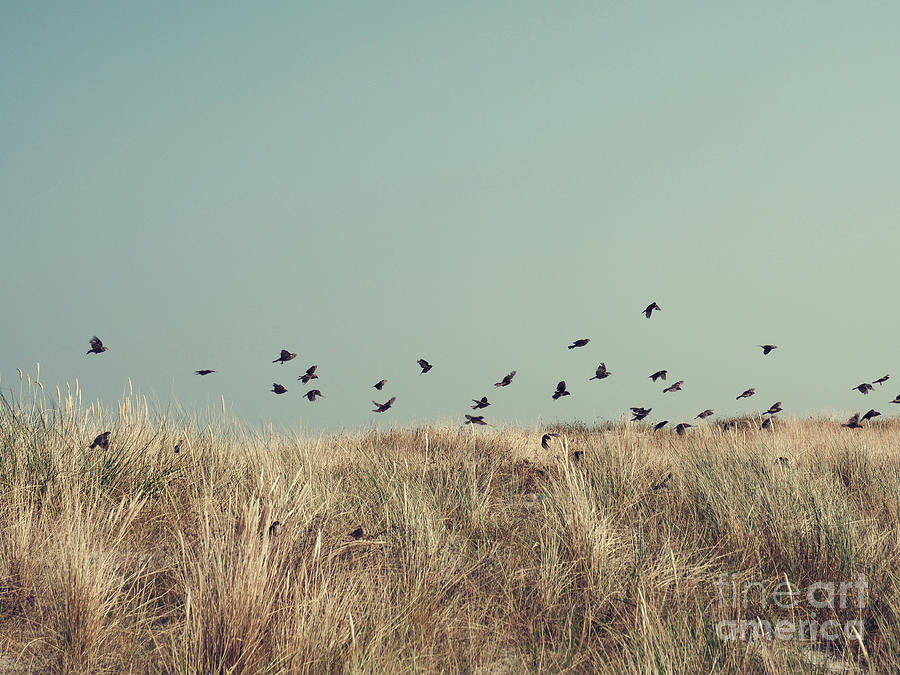 Sparrows over dune grass Photograph by Andreas Berheide
