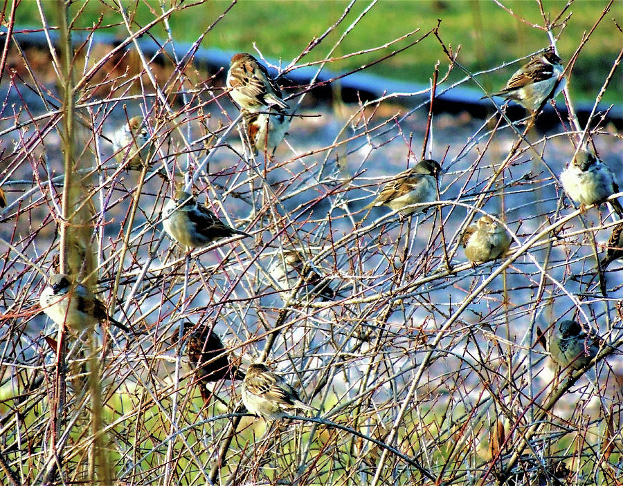 Sparrows Resting Photograph