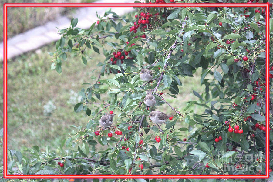 Sparrows with Cherries Photograph by Donna L Munro