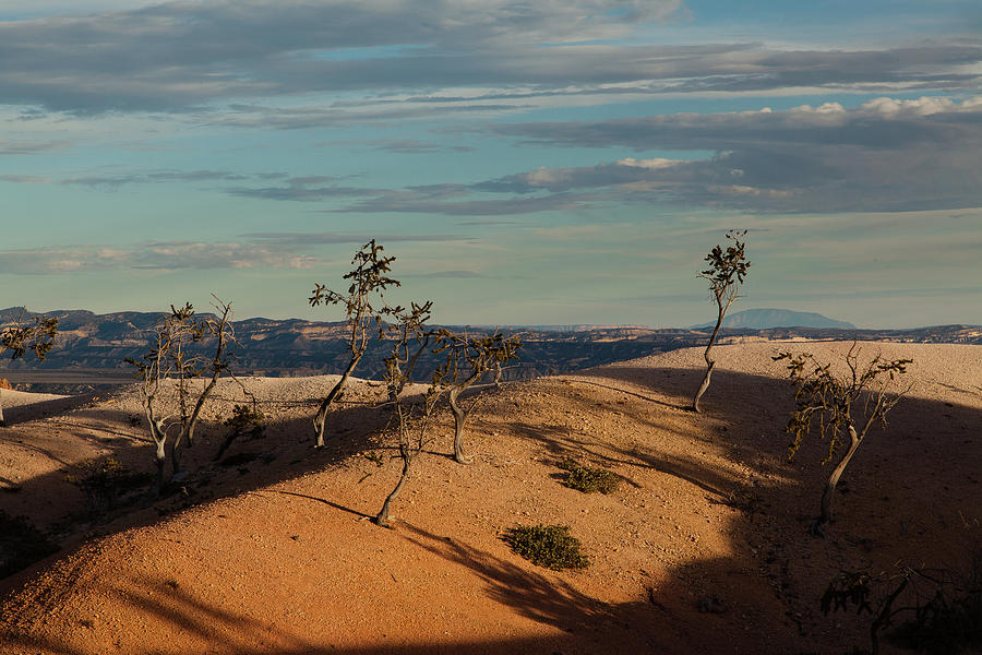 Sparse Trees at Bryce Canyon Photograph by Alan Vance Ley