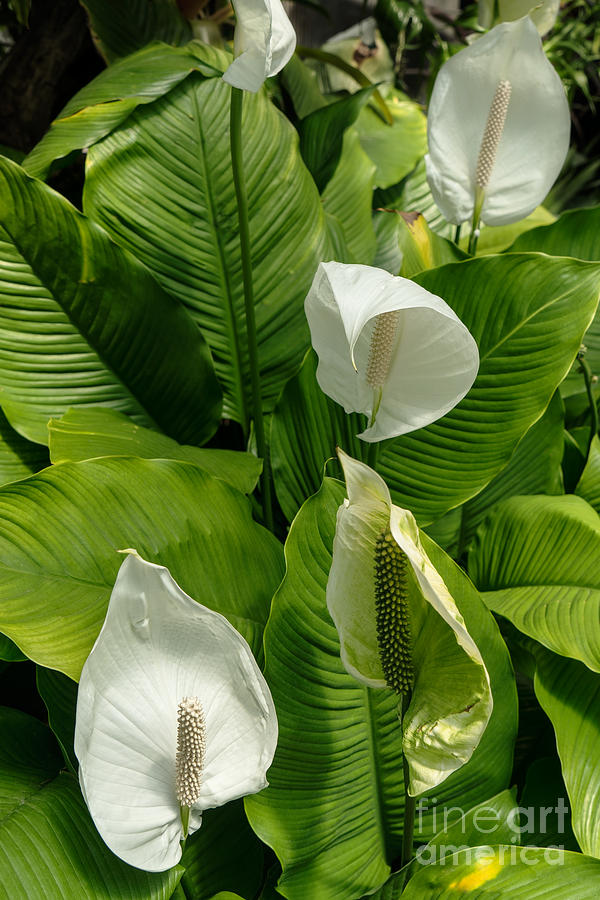 Lily Photograph - Spathiphyllum or Peace Lilies by Ann Garrett