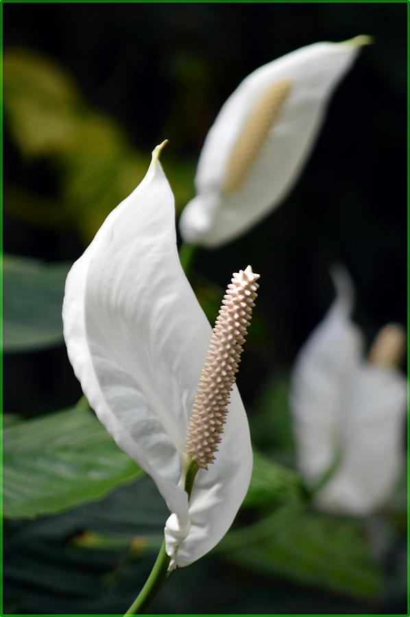 Spathiphyllum Photograph by Terence Davis