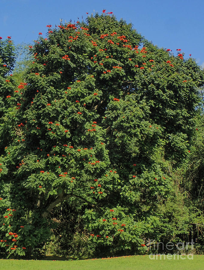 Spathodea campanulata - African Tulip Tree in Ocho Rios, Jamaica Photograph by David Oppenheimer