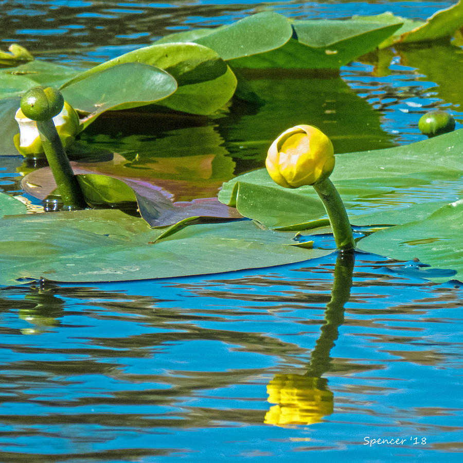 Spatterdock Bloom Photograph by T Guy Spencer
