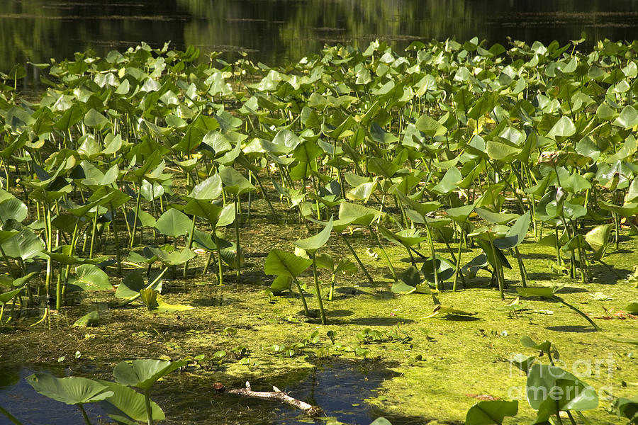 Spatterdock On The Wacissa River Photograph by Inga Spence