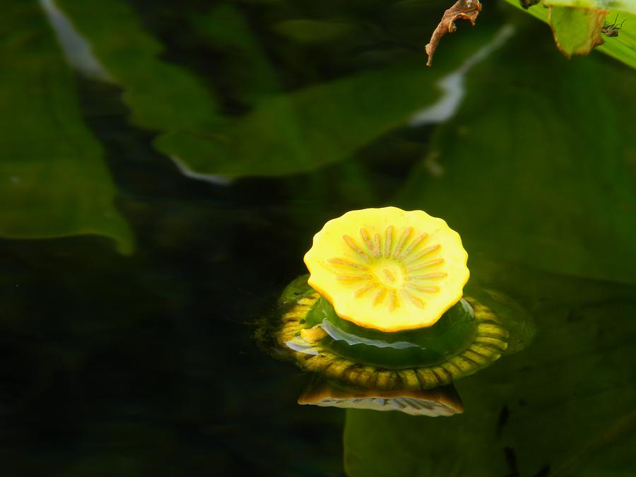 Spatterdock Reflections Photograph by Warren Thompson