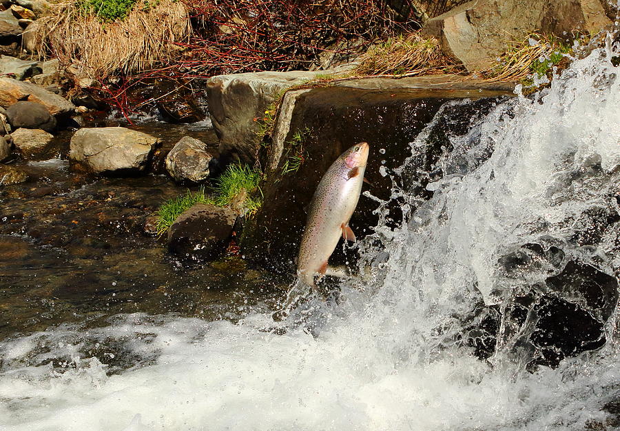 Spawning Run Rainbow Trout Photograph by Duane Cross