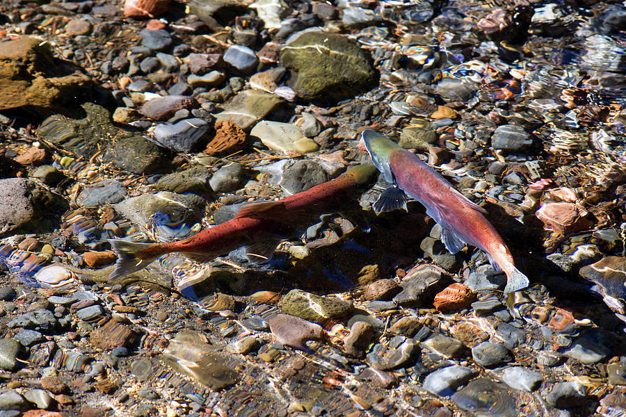 Fish Photograph - Spawning Salmon - Odell Lake Oregon by Randall Ingalls