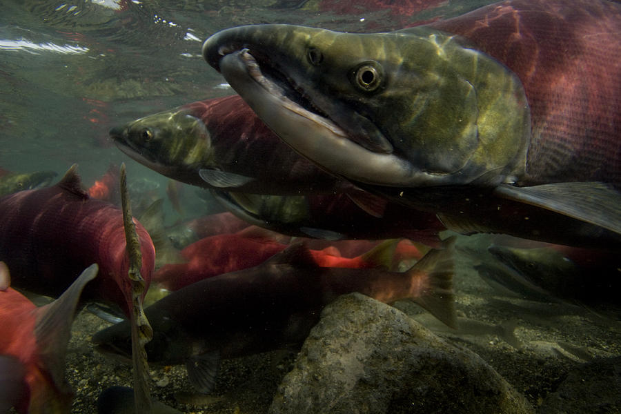 Spawning Salmon Dominate Traffic Photograph By Randy Olson