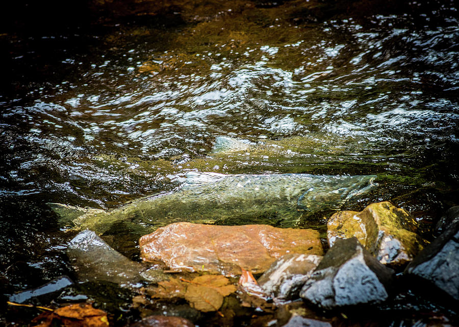 Spawning Salmon Photograph by Robert Potts
