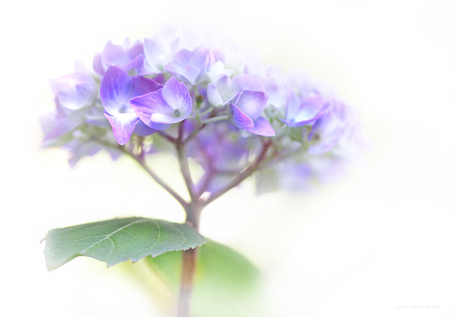 Speak Softly Hydrangea Flower Photograph by Jennie Marie Schell