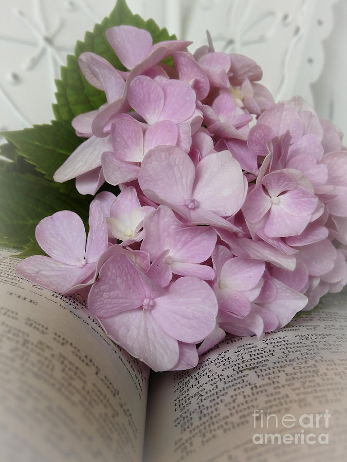 Speak to Me - Soft Pink Hydrangeas Photograph by Ella Kaye Dickey
