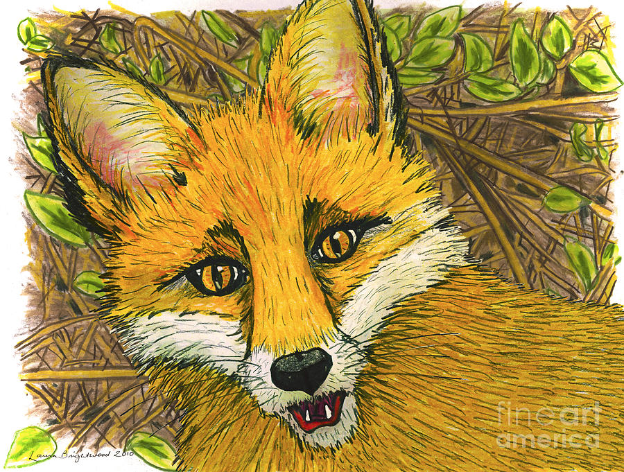 Speaking Fox Drawing by Laura Brightwood