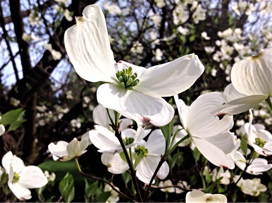 Speaking Of Beauty Photograph by Debra Lynch | Fine Art America