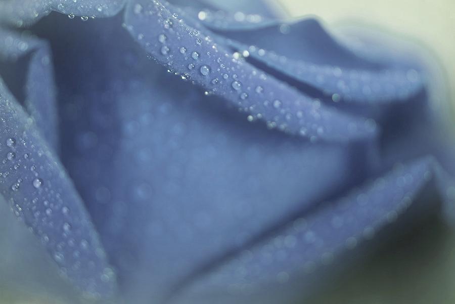 Special Blue Rose Photograph by The Art Of Marilyn Ridoutt-Greene