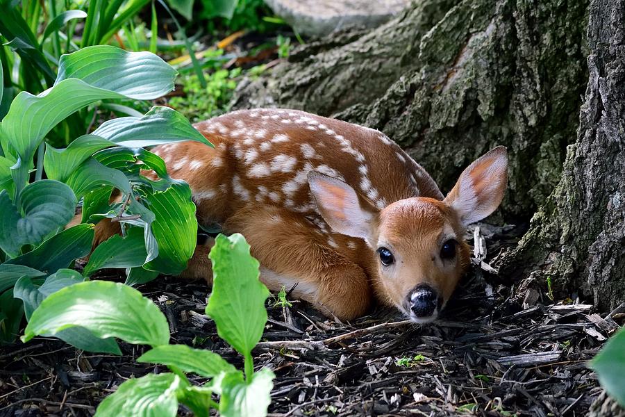 Special Delivery Photograph by Terri Waselchuk - Fine Art America