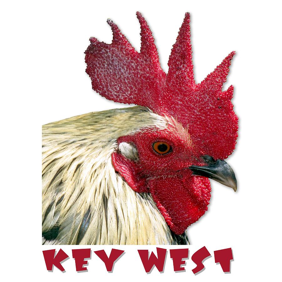 Special Edition Key West Rooster Photograph by Bob Slitzan