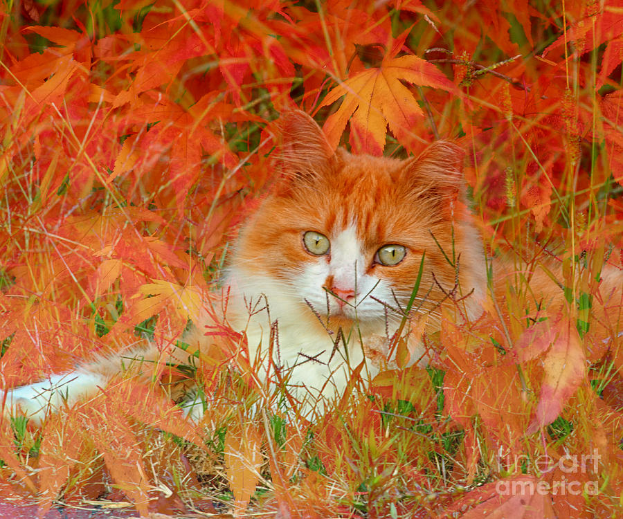 Fall Photograph - Special Kitty by Geraldine DeBoer