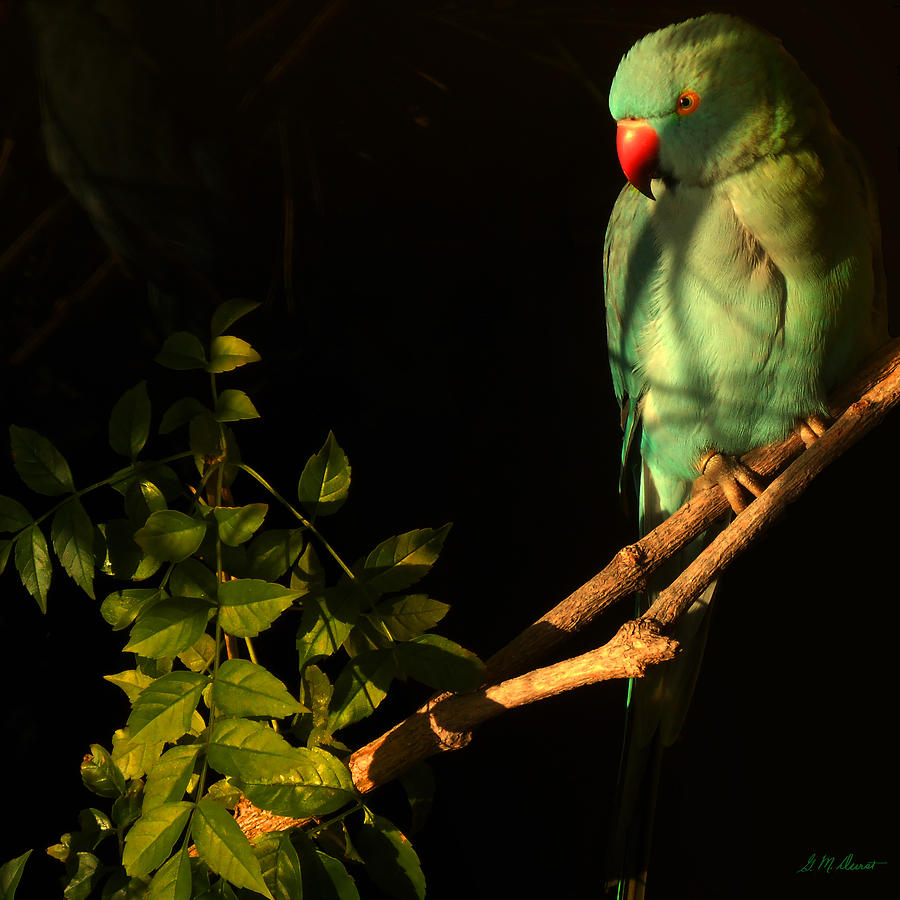 Parrot Photograph - Special Moment by Michael Durst