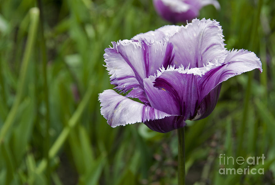 Nature Photograph - Special Pink Tulip by Compuinfoto  