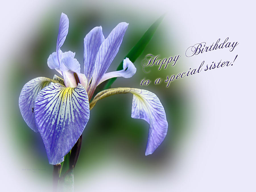 Special Sister Birthday Greeting - Blue Flag Iris Photograph by Carol Senske