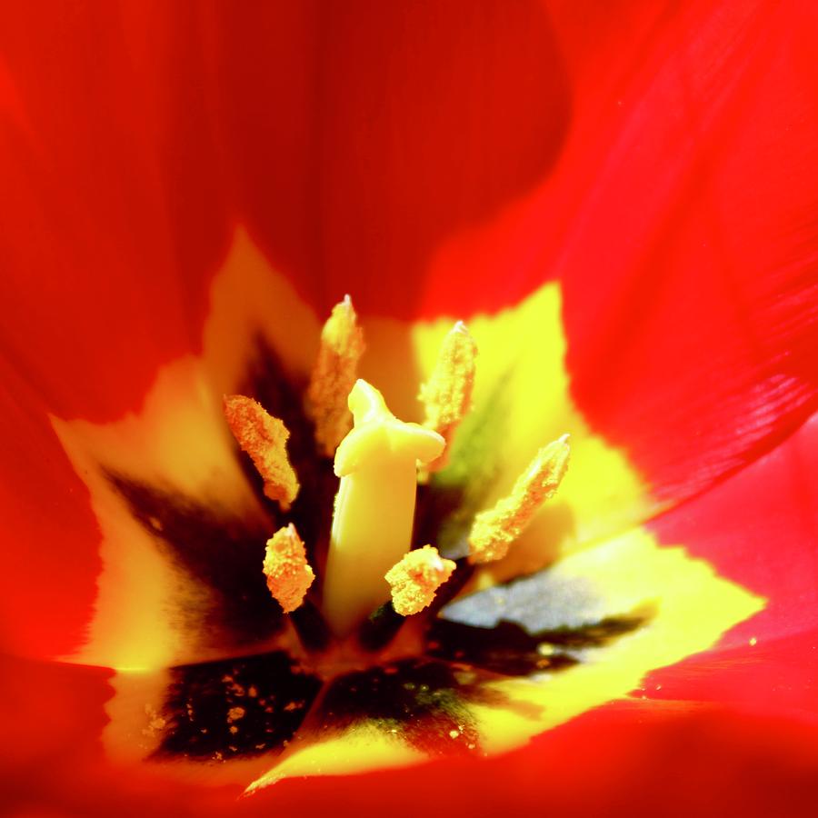 Species Tulip POW Photograph by M E