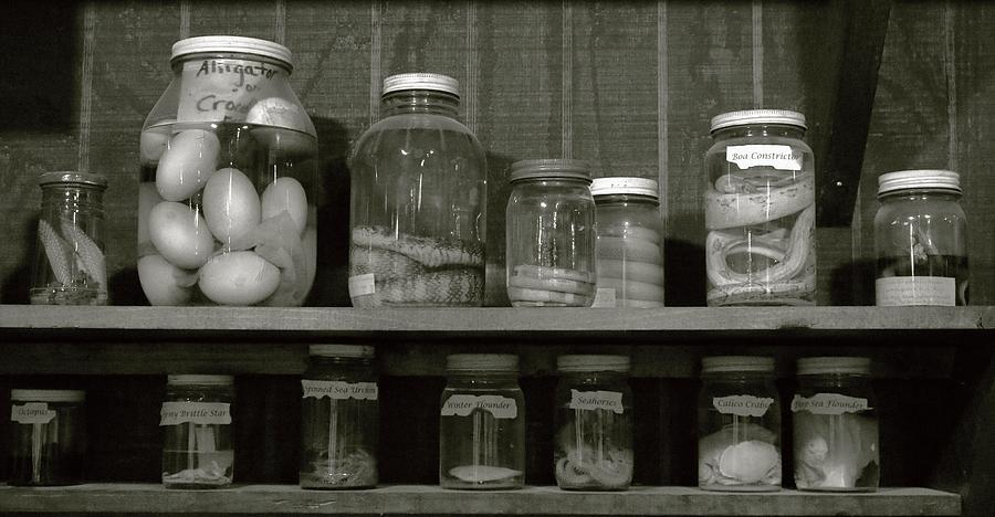 Specimen Jars Photograph by Robert Wilder Jr