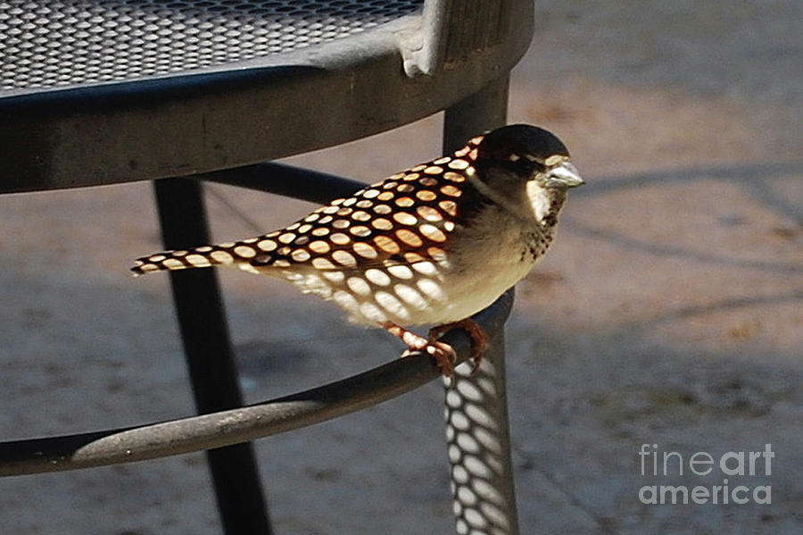 Speckled Bird Photograph by Ron Long - Fine Art America
