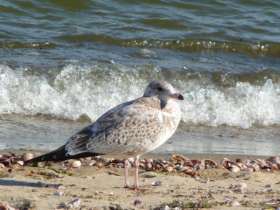 Speckled Brown Gull Photograph by Margie Avellino