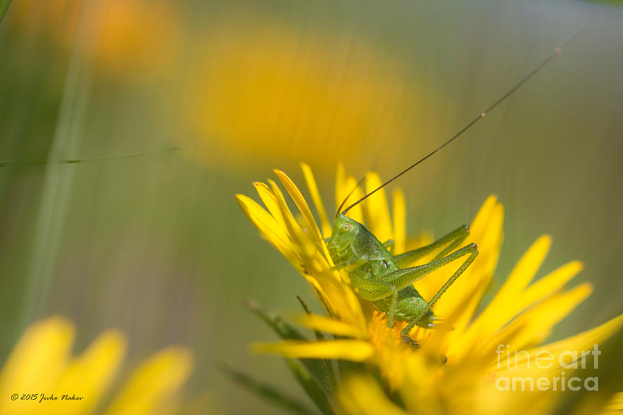 Speckled bush cricket on yellow flower Photograph by Jivko Nakev