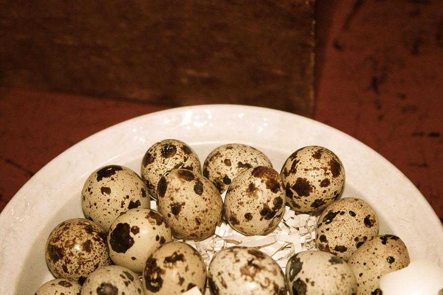 Egg Photograph - Speckled Eggs by Paula Deutz