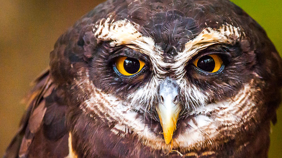 Speckled Eyes Photograph by William Krumpelman - Pixels