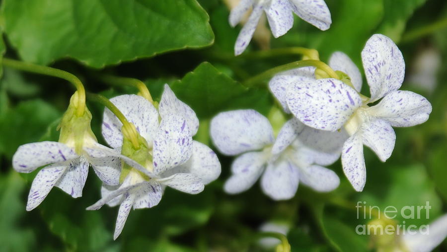 Speckled Flowers Photograph by Patrick Short - Fine Art America